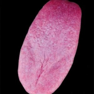 Tongue (Silicone)